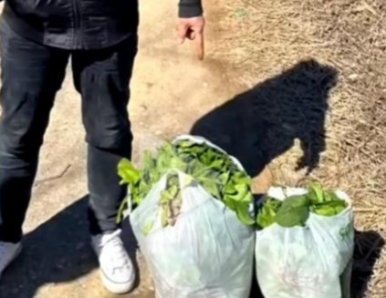 四名大妈菜地里偷100余斤菠菜，被抓后态度十分嚣张被拘（2023大妈偷菜被拘）