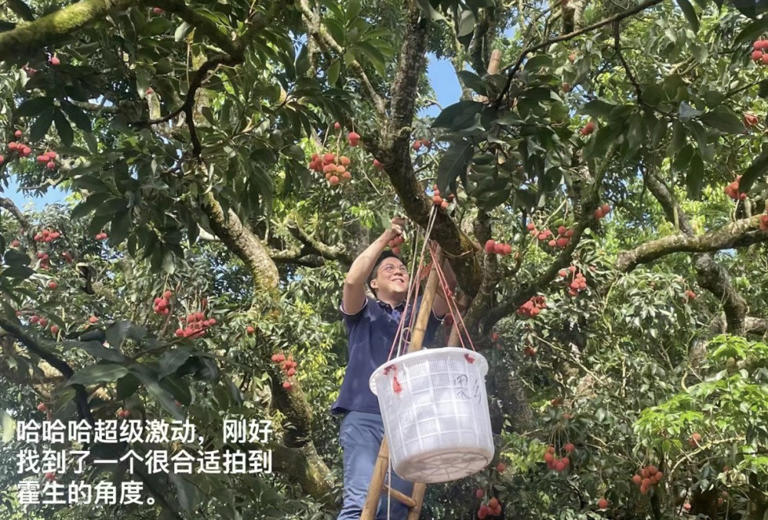 霍启刚现身茂名爬树摘荔枝 吕良伟前妻陪同（2023霍启刚爬树摘荔枝）