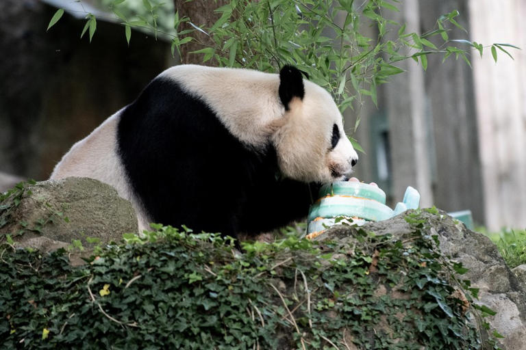 旅美大熊猫“美香”25岁生日 身体状况引关注（2023大熊猫美香25岁生日）