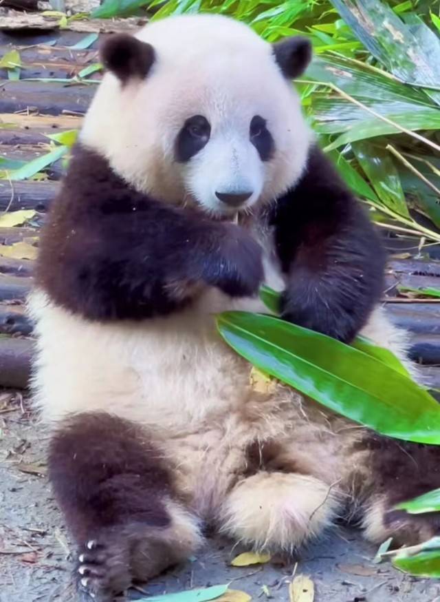 大熊猫中的顶流“花花”洗澡上热门 网友：白到发光（2023顶流花花洗澡上热门）
