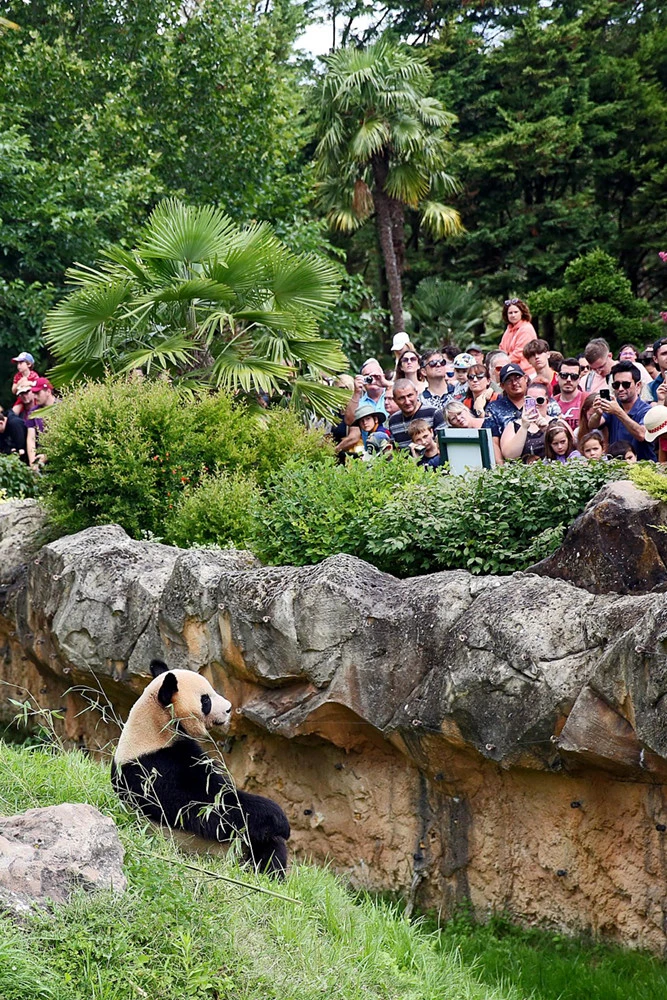 旅法大熊猫“圆梦”离开博瓦勒动物园 平安抵蓉（2023熊猫“圆梦”平安抵蓉）