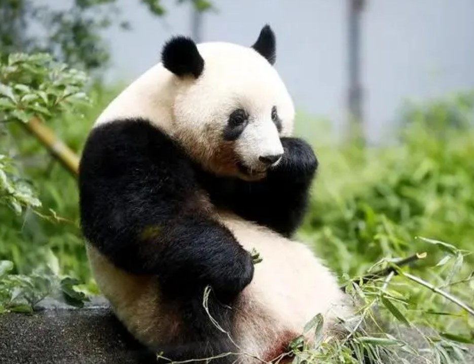 大熊猫“香香”将于2月21日回到中国，日方十分不舍