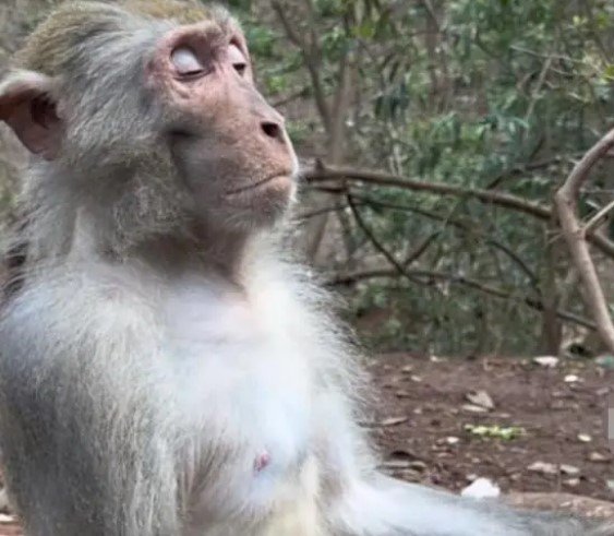 贵州黔灵山公园一只猴子打坐冥想，仿若正在修行（2023贵州猴子打坐）