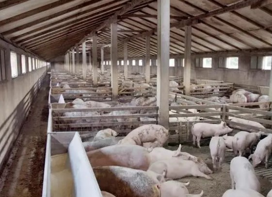 哈尔滨市一养猪场夜间断电，导致 462 头生猪死亡（2023养猪场断电）