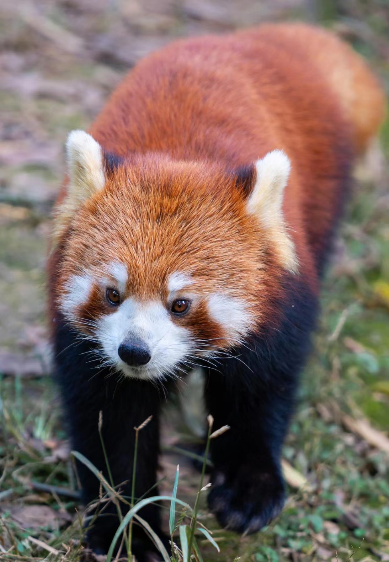 濒危动物:红熊猫贩卖引起警方关注！
