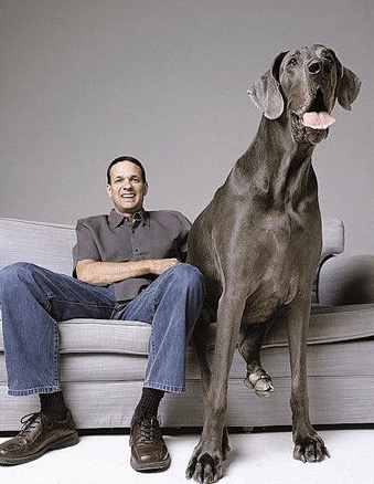 吉尼斯世界纪录上最大的狗狗，这谁敢惹？