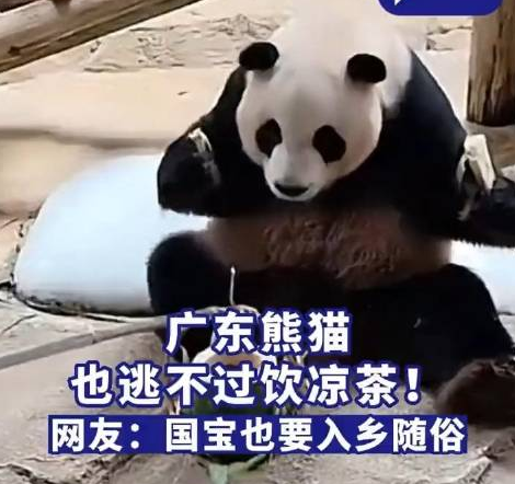 身在广东的熊猫也逃不过喝凉茶 网友：这很老广（2023熊猫逃不过喝凉茶）