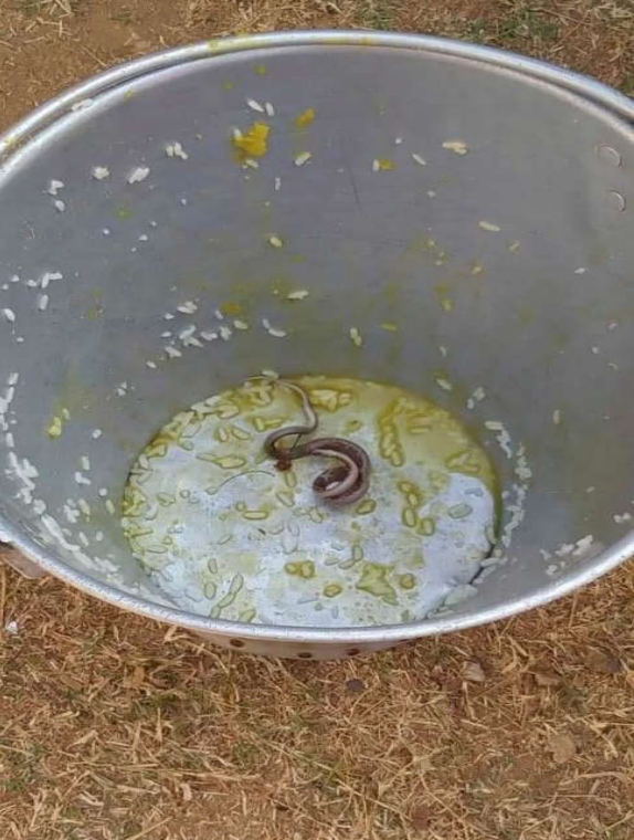 30名儿童中毒住院，竟在午饭桶底发现一条蛇！