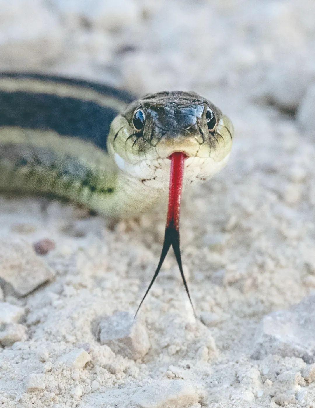原来蛇和蜥蜴的舌头分叉是有这作用